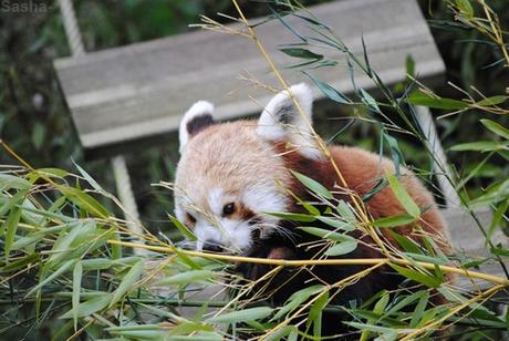 (4) Ying, le panda roux.
