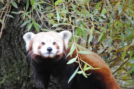 (14) Ying, le panda roux.