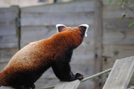 (11) Ying, le panda roux.