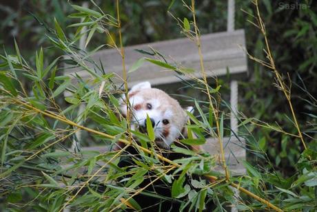 (1) Ying, le panda roux.