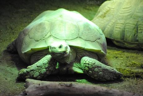 (1) La tortue sillonnée.