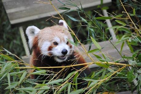 (9) Ying, le panda roux.