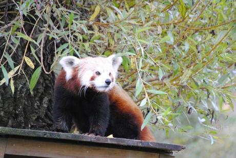 (12) Ying, le panda roux.