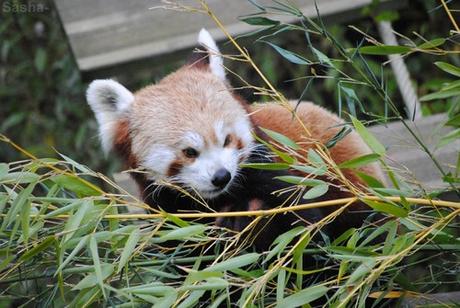 (7) Ying, le panda roux.