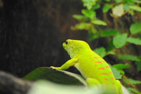 (4) Le gecko diurne de Madagascar.