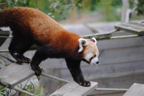 (10) Ying, le panda roux.