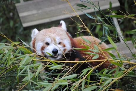 (6) Ying, le panda roux.