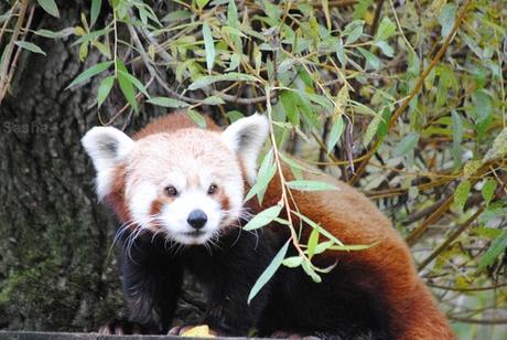(13) Ying, le panda roux.