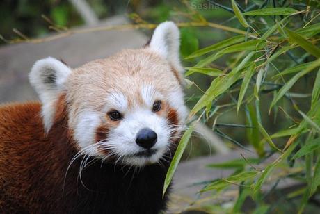 (15) Ying, le panda roux.