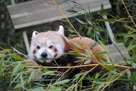 (5) Ying, le panda roux.