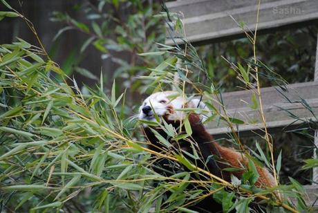 (2) Ying, le panda roux.