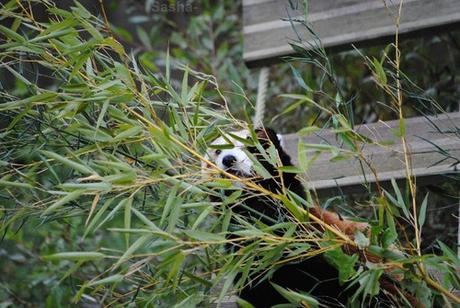 (3) Ying, le panda roux.