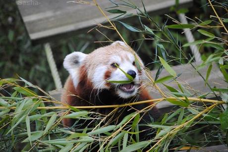 (8) Ying, le panda roux.