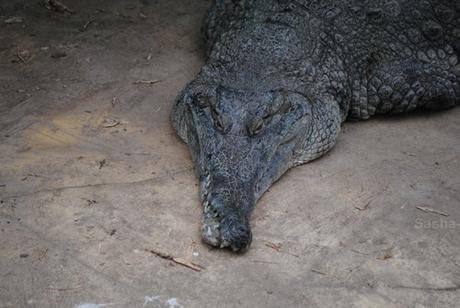 (2) Le crocodile à museau allongé d'Afrique.