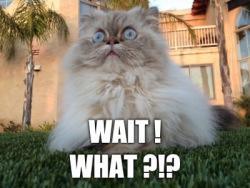 Les banlieues sont toutes roses, les banlieues sont moroses cat wait what