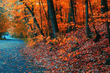 1271. Couleurs d'automne