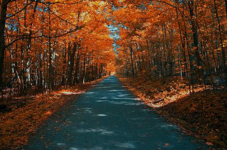 1271. Couleurs d'automne