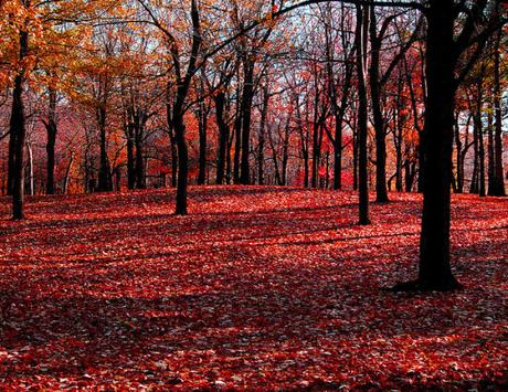 1271. Couleurs d'automne