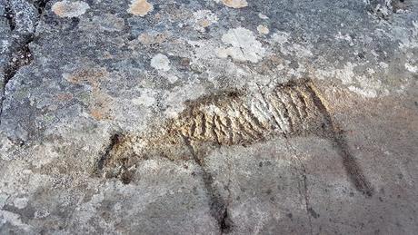 Des gravures rupestres découvertes sur le site d'un terminal pétrolier en projet en Norvège