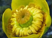 jaune, Nuphar lutea