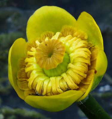 En jaune, Nuphar lutea