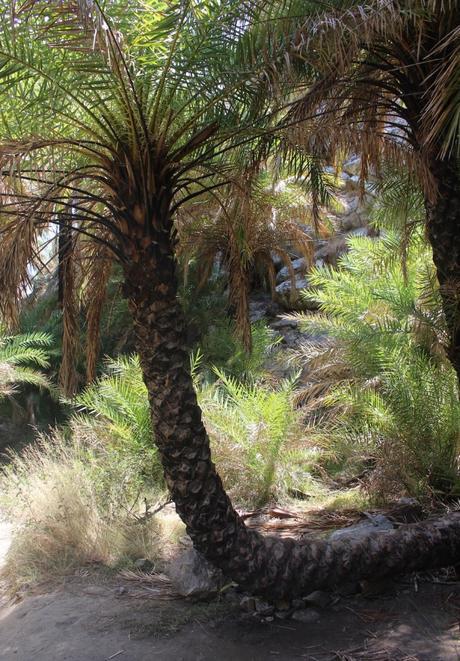 palm beach palm forest preveli crete