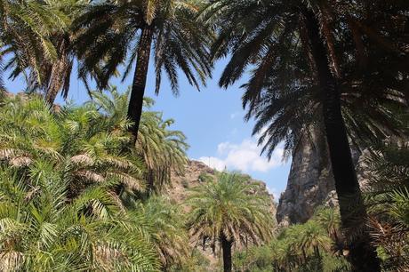 Envie #122 : en mode voyage / Un petit air tropical à Palm Beach & Palm Forest/ Crète palm beach palm forest preveli crete