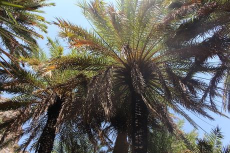 Envie #122 : en mode voyage / Un petit air tropical à Palm Beach & Palm Forest/ Crète palm beach palm forest preveli crete