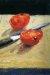 1962, Richard Diebenkorn : Tomato and Knife