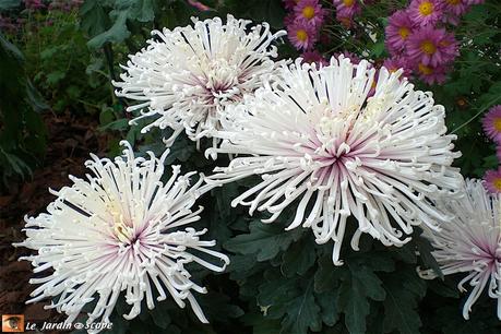 Les Chrysanthèmes et la Toussaint