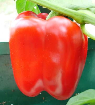 Potager des Eagle 2015 - troisième et dernière partie