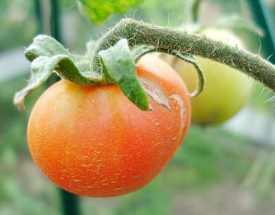Potager des Eagle 2015 - troisième et dernière partie