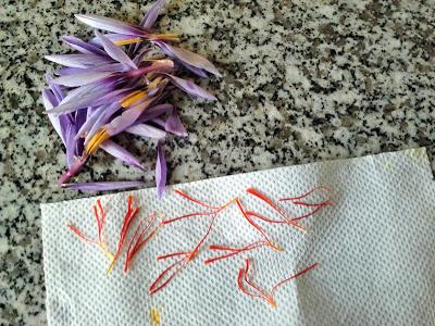 La récolte du Safran a commencé