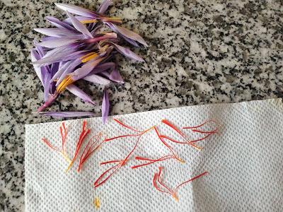 La récolte du Safran a commencé