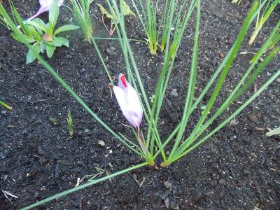 La récolte du Safran a commencé