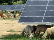 d'électricité renouvelable atout pour l'économie locale