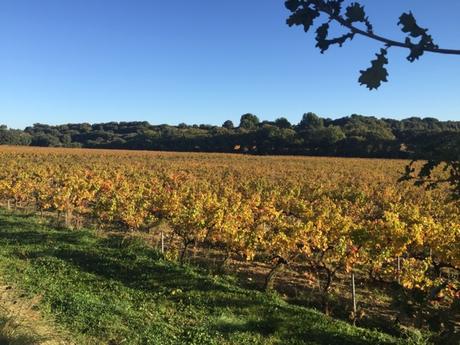 Du sang et de l'or devant le Ventoux