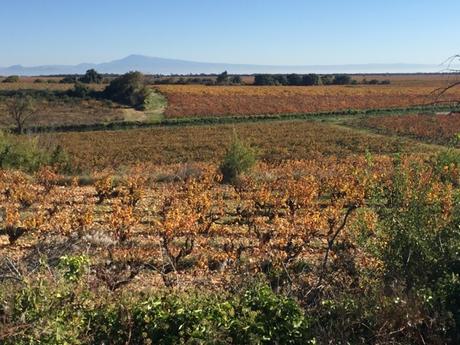 Du sang et de l'or devant le Ventoux