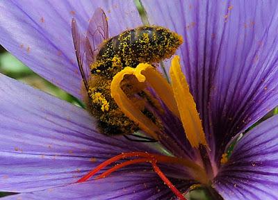 Bain de pollen
