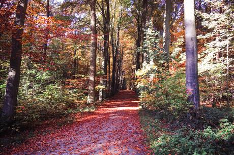 #cespetitsriens – promenons-nous dans les bois