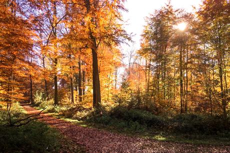 #cespetitsriens – promenons-nous dans les bois