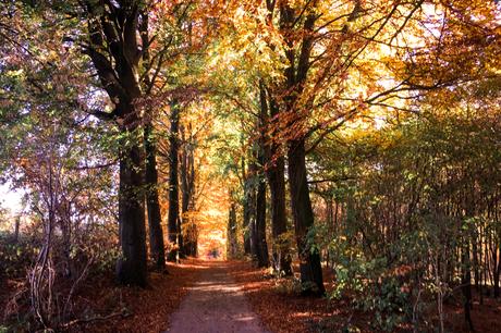 #cespetitsriens – promenons-nous dans les bois