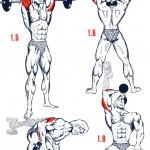 illustration exercices de musculation