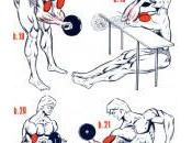 illustration exercices musculation