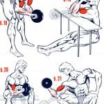 illustration exercices de musculation