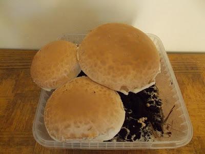 Cultiver des champignons dans sa cuisine