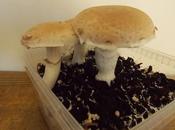 Cultiver champignons dans cuisine