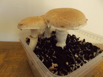 Cultiver des champignons dans sa cuisine
