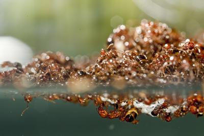 Image of a fire-ant raft in water