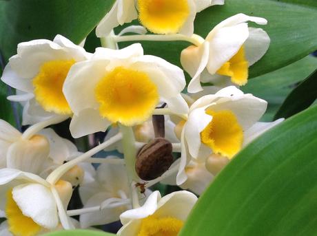 La Thaïlande - Les Orchidées